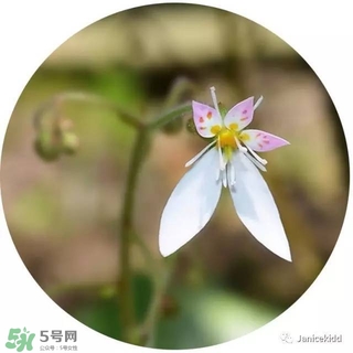 lululun plus面膜怎么樣？lululun plus面膜哪款好