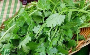 香菜洗腎有科學(xué)依據(jù)么？香菜能洗腎是真的嗎？