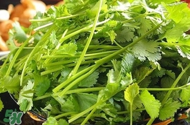 香菜是什么菜？香菜是陽痿草嗎？
