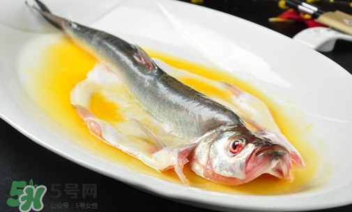 白條魚能長多大？白條魚可以長多大？