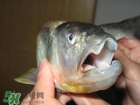 馬口魚怎么釣？馬口魚什么時候釣最好