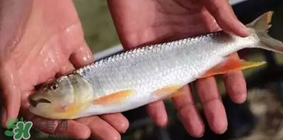 馬口魚能長多大？馬口魚最大能長多長？