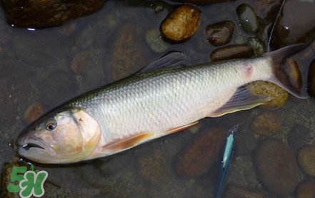 馬口魚是海魚嗎？馬口魚是什么魚