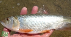 馬口魚喜歡吃什么？馬口魚一般生長在什么地方
