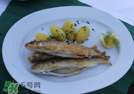 馬口魚能長多大？馬口魚最大能長多長？