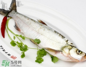 白條魚能長多大？白條魚可以長多大？