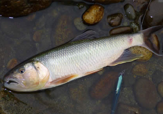 馬口魚多少錢一斤2017？野生馬口魚多少錢一斤？
