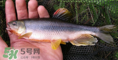 馬口魚能長多大？馬口魚最大能長多長？