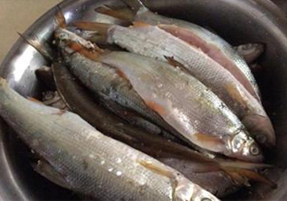 孕婦可以吃白條魚嗎？白條魚孕婦能吃嗎？