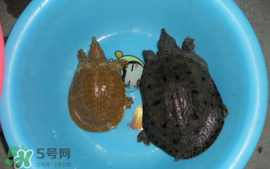 如何區(qū)分野生甲魚？野生甲魚辨識(shí)圖片