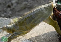 如何區(qū)分野生甲魚？野生甲魚辨識(shí)圖片