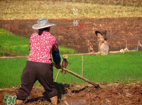 芒種種什么？芒種種什么疏菜？