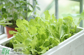六月份可以種生菜嗎？夏天可以種生菜嗎？