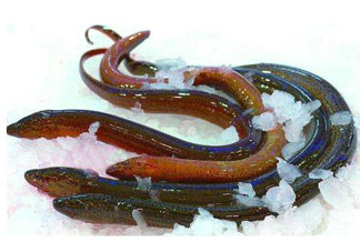 鱔魚(yú)死了多久不能吃？剛死的鱔魚(yú)能吃嗎？