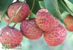 荔枝吃多了會(huì)怎么樣？荔枝上火怎么辦？