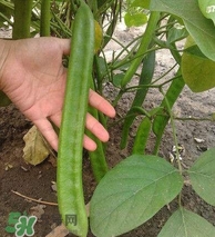 刀豆什么時(shí)候播種？刀豆幾月份播種