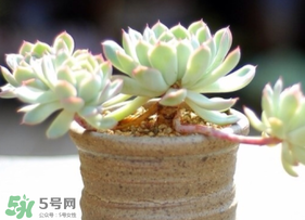 六月份可以買多肉嗎？六月可以種多肉嗎？
