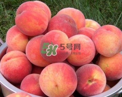 紅不軟桃幾月份成熟？紅不軟桃什么時候成熟