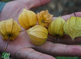 花姑娘水果怎么吃？花姑娘水果吃之前要洗嗎？