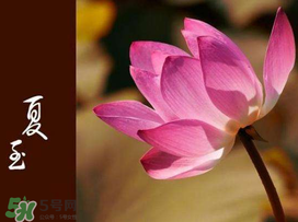 2017年夏至?xí)掠陠幔肯闹料掠暧惺裁凑f法？
