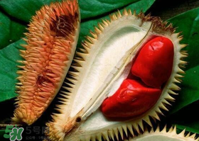紅肉榴蓮是什么品種？紅色的榴蓮是什么品種？