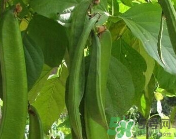 刀豆是蔬菜嗎？刀豆是蔬菜還是糧食？