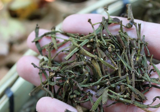 螃蟹腳茶哪些人不能喝？螃蟹腳茶哪些人能喝
