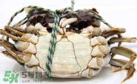 為什么說六月黃有公蟹沒有母蟹？怎樣區分螃蟹的公母