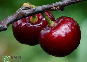 六月份還有櫻桃嗎？6月還有櫻桃嗎？