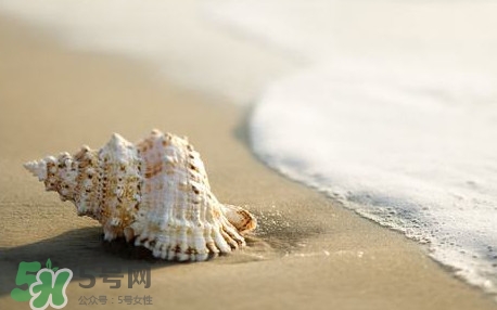 海螺是蒸還是煮？海螺的尾部是黃還是屎