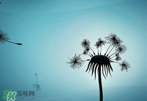 蒲公英開花了還能吃嗎？蒲公英開花的好還是不開花的好？