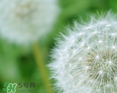 蒲公英開花了還能吃嗎？蒲公英開花的好還是不開花的好？