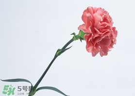父親節可以送康乃馨嗎？父親節送康乃馨好不好？