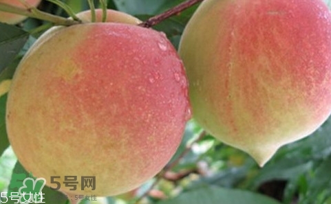 鷹嘴桃多少錢一斤2017？鷹嘴桃市場(chǎng)價(jià)格