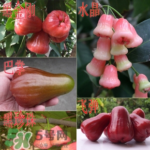蓮霧什么季節吃最好？什么品種的蓮霧最好吃