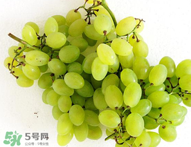 青提什么時候成熟？青提什么時候上市？