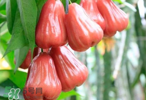 蓮霧什么季節成熟？蓮霧什么時候成熟