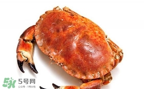面包蟹是海蟹嗎？面包蟹吃什么東西