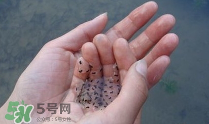 蟾蜍是不是癩蛤蟆？蟾蜍和青蛙的區(qū)別