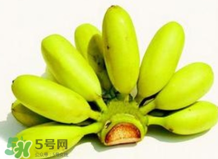 芭蕉是香蕉嗎？芭蕉和香蕉的區別