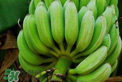 芭蕉可以放冰箱嗎？芭蕉能放冰箱保存嗎