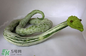 蛇瓜怎么挑選？蛇瓜的選購技巧