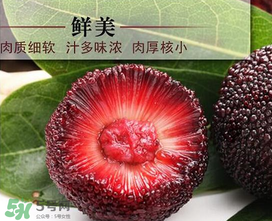 荸薺楊梅和東魁楊梅哪個好吃？荸薺楊梅跟東魁楊梅有什么區(qū)別？