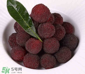 荸薺楊梅和東魁楊梅哪個好吃？荸薺楊梅跟東魁楊梅有什么區(qū)別？