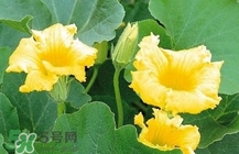 南瓜花怎么做好吃？南瓜花不能與什么同吃