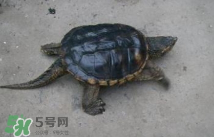 鱷龜怎么飼養？鱷龜吃什么