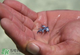 海蛞蝓可以當寵物養嗎？ 海蛞蝓多少錢一只？