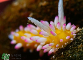 海蛞蝓可以當寵物養嗎？ 海蛞蝓多少錢一只？