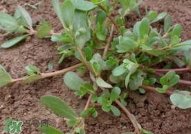 螞蚱菜怎么吃？螞蚱菜怎么做好吃