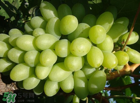 青提上有黑點(diǎn)怎么回事？青提長(zhǎng)斑點(diǎn)是什么原因？